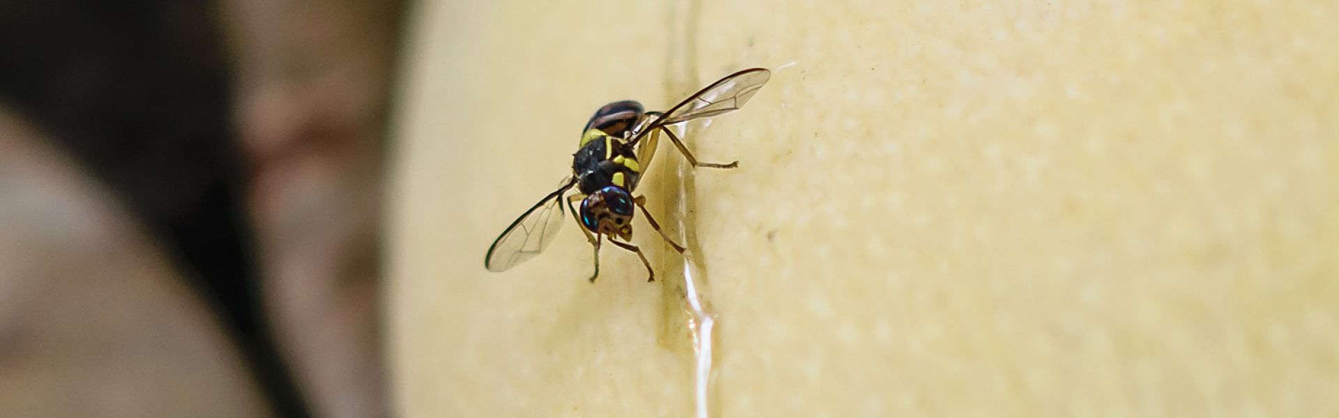 Mouche orientale des fruits : renforcer la surveillance pour éviter son établissement en France   