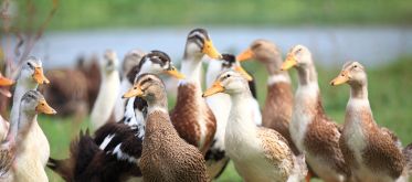 elevage de canards