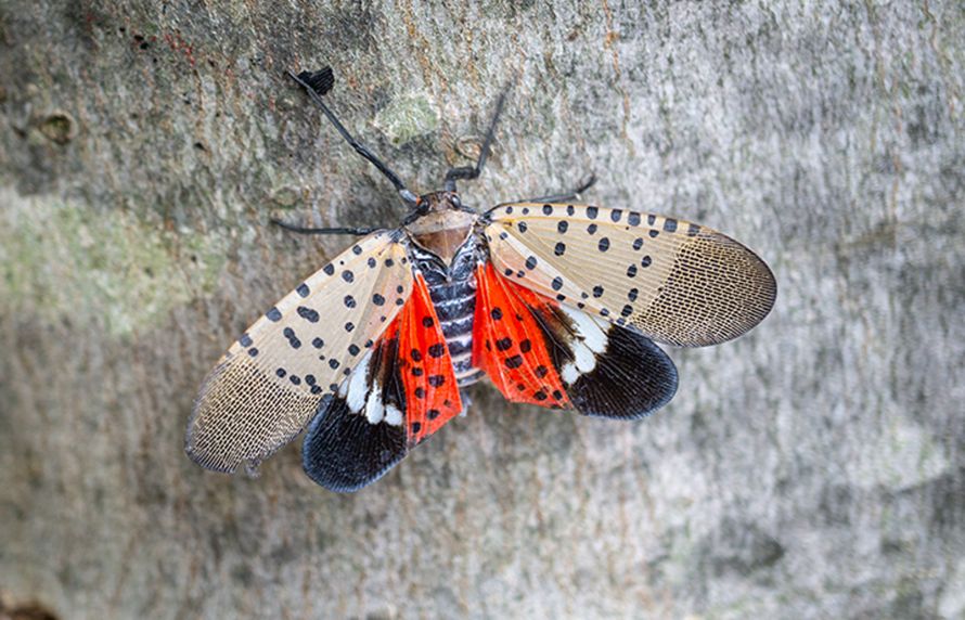 Un papillon fulgore tacheté, ravageur de végétaux